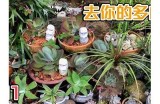 《探索糖心多肉植物的养护秘诀，带你轻松养出萌趣植物》