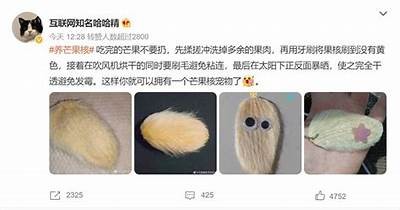 芒果主播深度解析糖心现象与网络文化的变迁