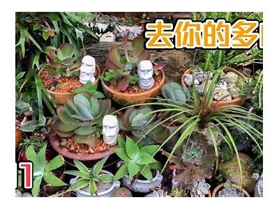 《探索糖心多肉植物的养护秘诀，带你轻松养出萌趣植物》